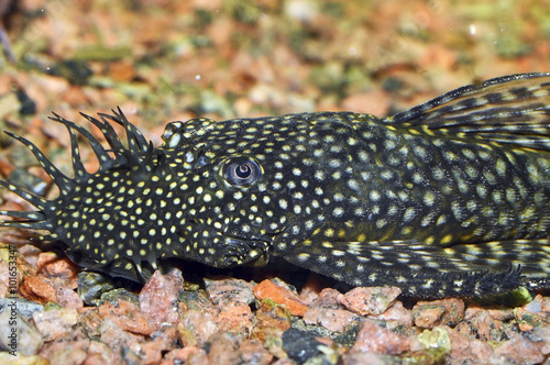 Ancistrus, a genus of freshwater fish in the family Loricariidae, native to South America and Panama. Fish of this genus are commonly known as the bushynose or bristlenose plecos photo