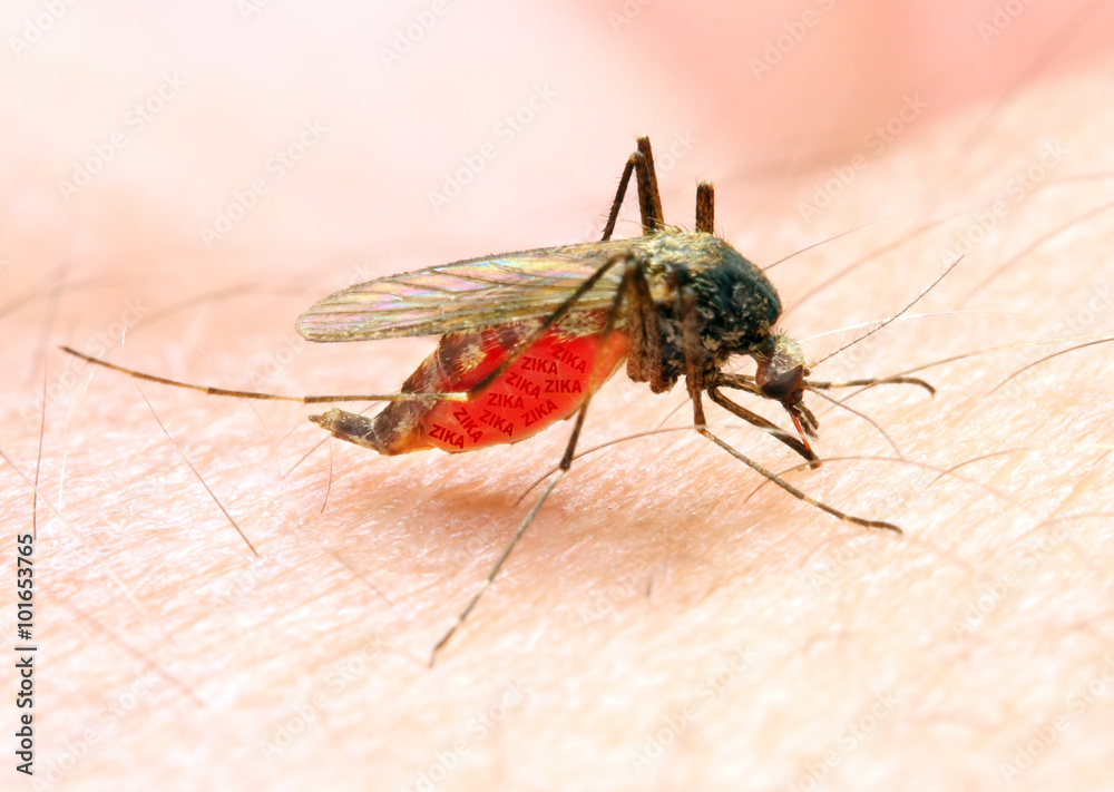 Φωτογραφία Sucking mosquito, dangerous vehicle of zika, dengue, chikungunya, malaria and other infections