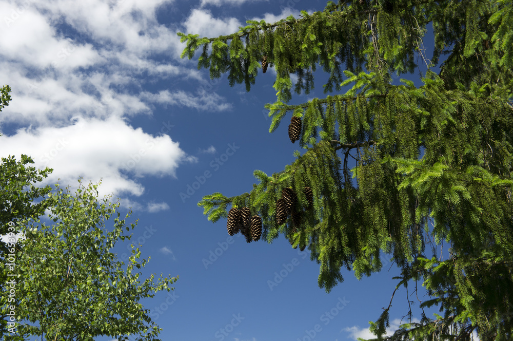 Fototapeta premium Spruce branches with cones