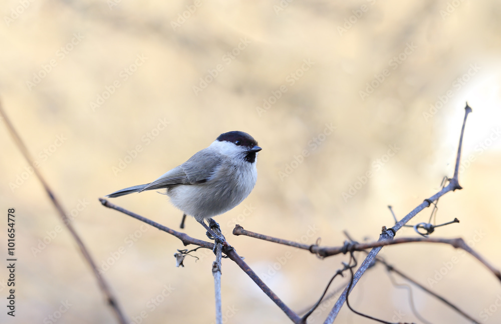 Obraz premium Warbler sits on the vine on brown background