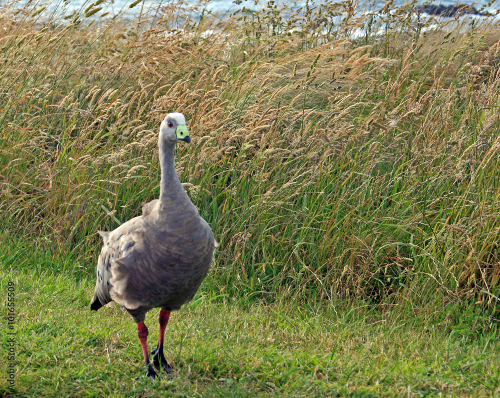 Cape Barren Goose - Pig goose - Philip Island - Victoria - Australia Cape Barren Goose - Pig goose - Philip Island - Victoria - Australia