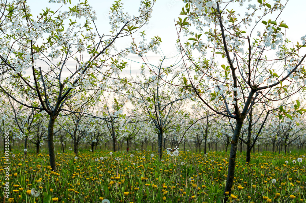 Cherry trees with spring  blossoming