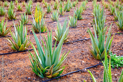Aloe Vera field at Canary Islands Spain