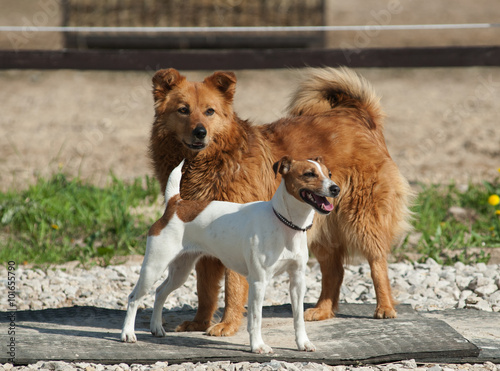 Photography Two dogs outdoors