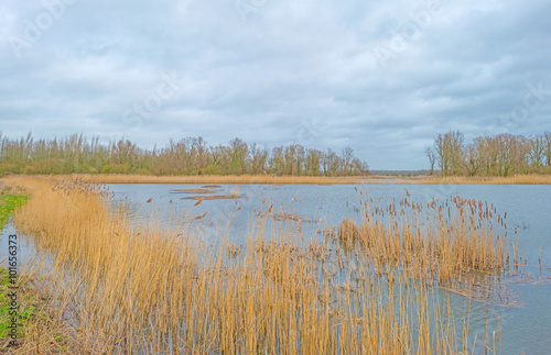 Shore of a lake below a cloudy sky in winter