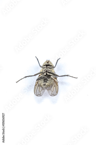 Stubenfliege / Musca domestica