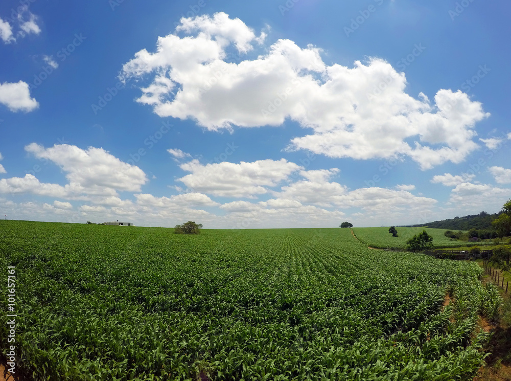 Landscape of a green plant with blue sky on a summer day.