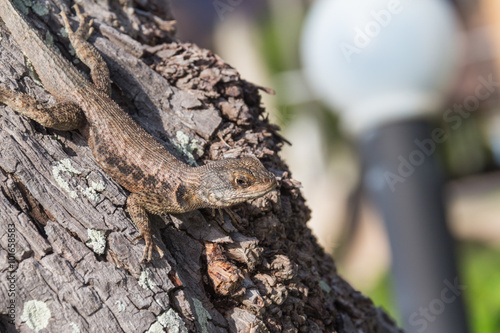Lizard on tree detail