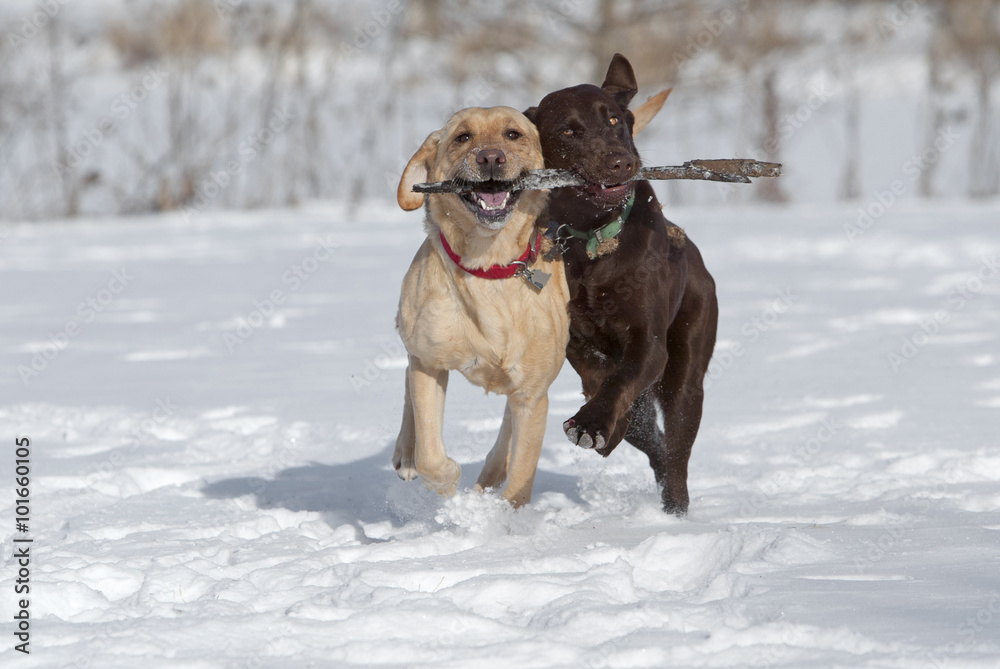 Yellow and Chocolate Labrador Retrievers fetching a stick in the snow.