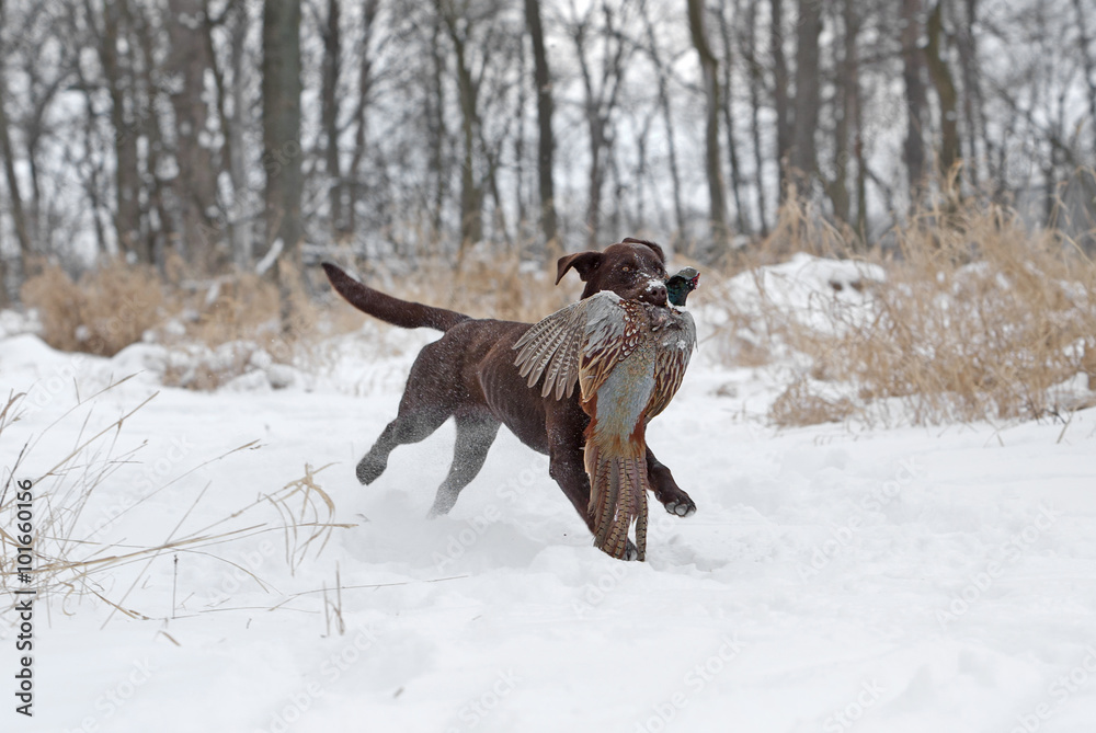 Chocolate Labrador Retriever puppy retrieving a pheasant. Chocolate Labrador Retriever puppy retrieving a pheasant.