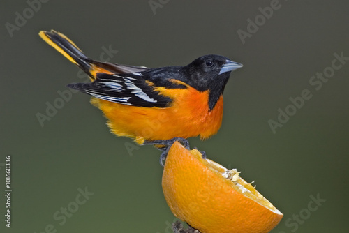 Εκτύπωση καμβά Male Northern (Baltimore) Oriole (Icterus galbula) perched on an orange half at a feeder station