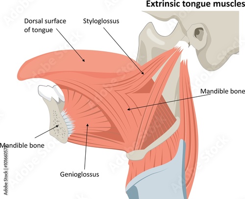 Musculus Chondroglossus