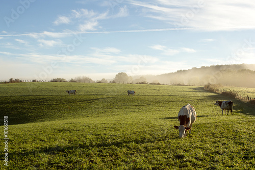 Campagne au petit matin en Franche Comté avec vache 