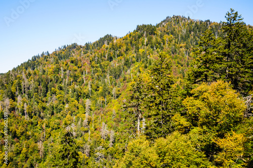 Fototapeta Naklejka Na Ścianę i Meble -  Great Smoky Mountains National Park