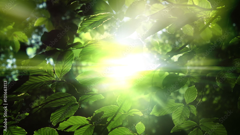 Green forest leaves and sunlight rays