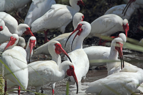 A group of white ibis  Eudocimus albus  in a Florida wetlands.