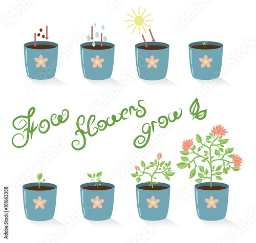 Vector illustrations of set image of scheme of plant growth
