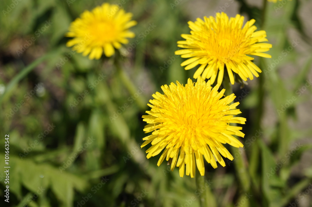 Dandelions in the sun Dandelions in the sun