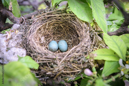 bird nest on tree branch with two blue eggs inside