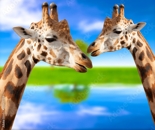 Photography Portrait of a giraffes on the background of nature