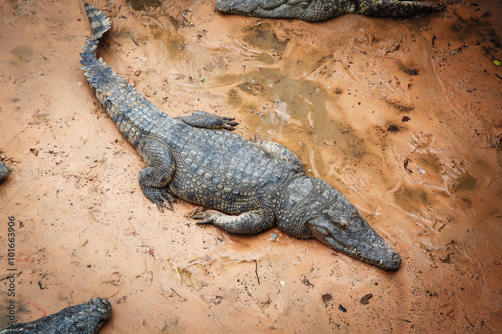 Fototapeta premium Large crocodiles in Cambodia