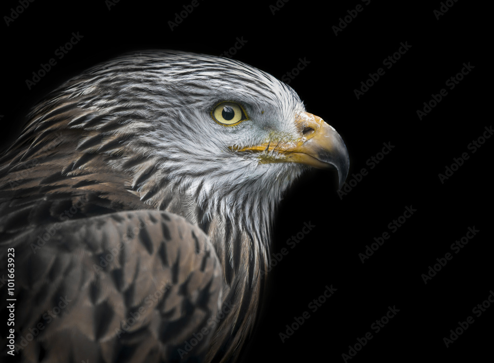 Portrait eines Rotmilans (Milvus milvus) Portrait eines Rotmilans (Milvus milvus)
