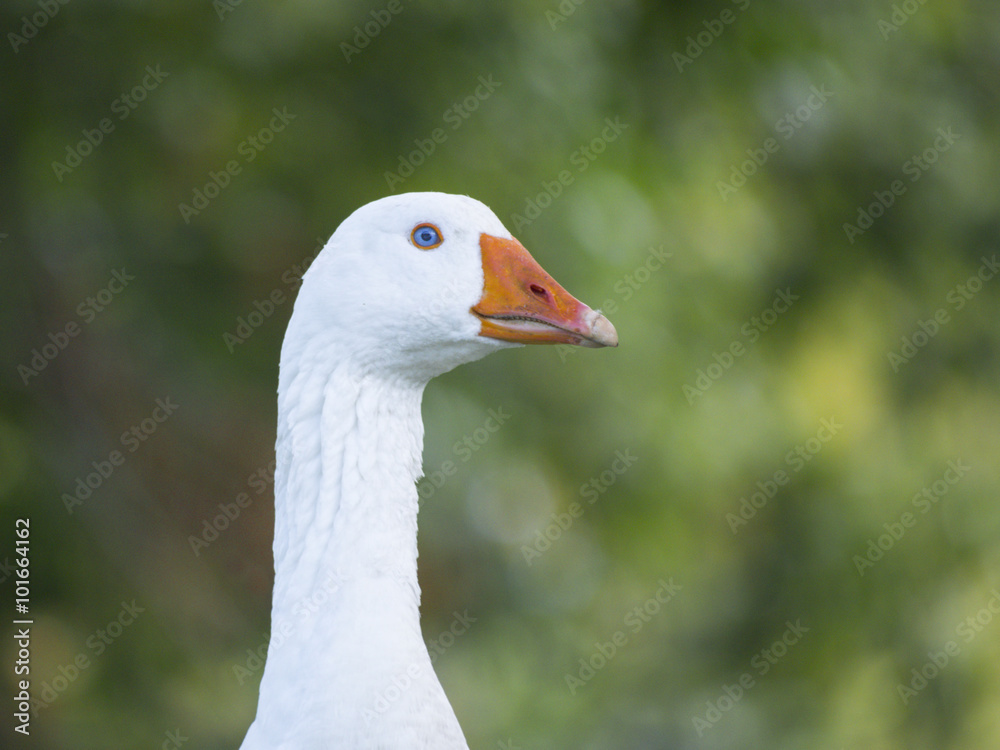 White goose with blue eyes and orange beak White goose with blue eyes and orange beak