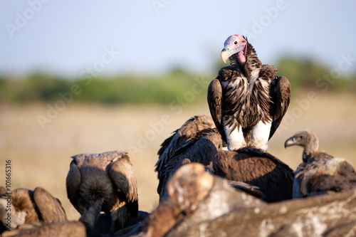 Vulture on a carcass photo