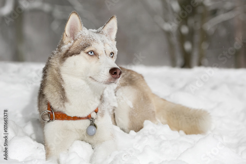 Dog grimacing. Thought. Husky.