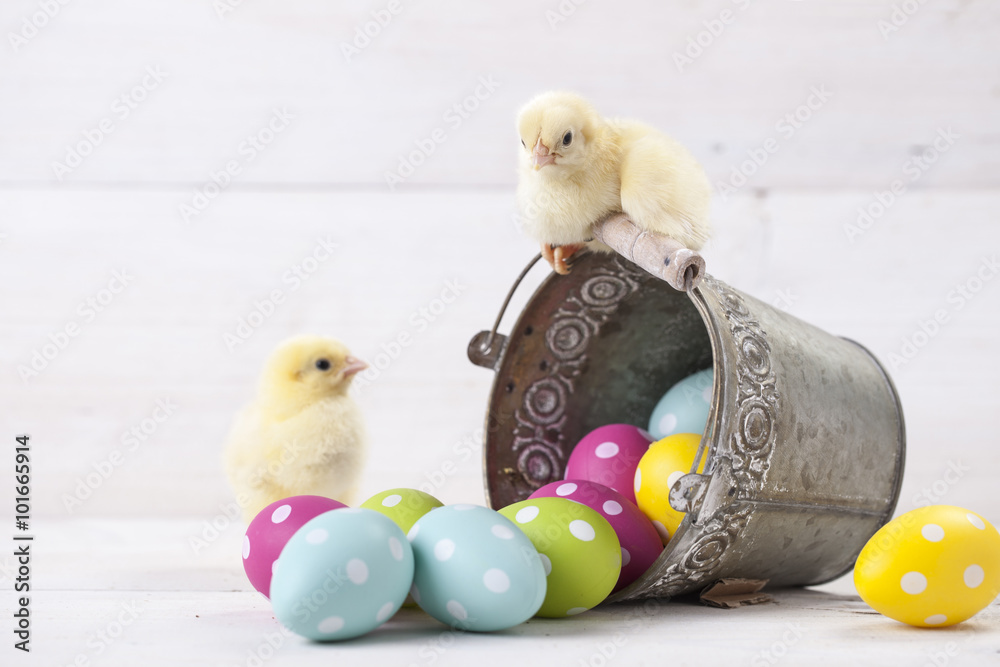 Fototapeta premium Easter chicken, eggs and decoration on white background