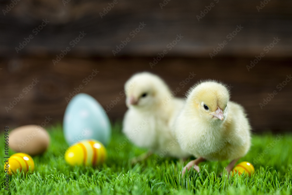 Easter chicken, eggs and decorations
