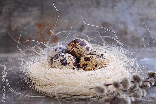quail eggs on a gray background and willow branch