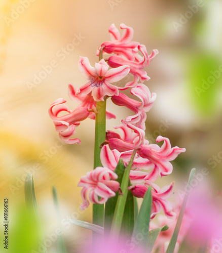 Hyacinth plant, close-up.