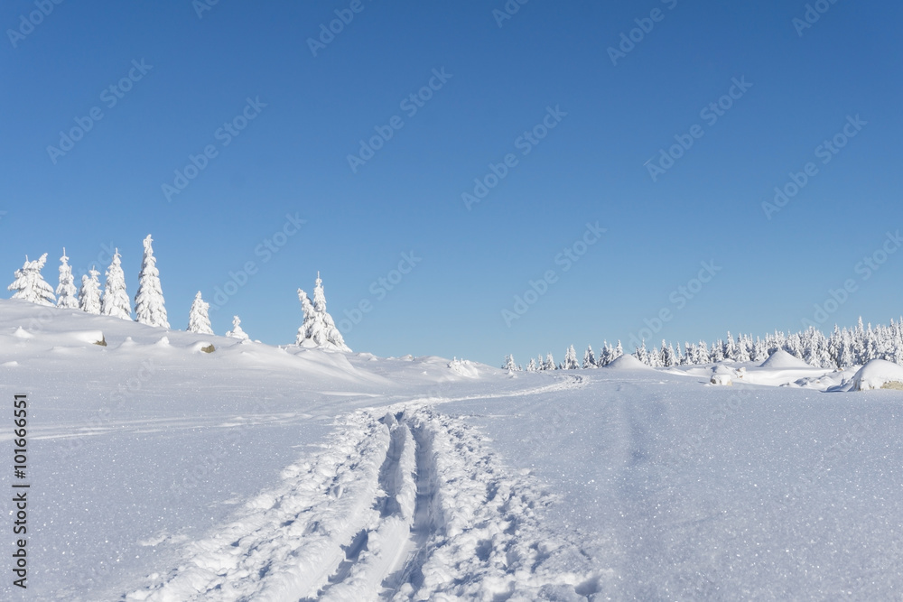 Winter mountains landscape. Trees covered with fresh snow  in sunny day. Karkonosze,  Giant Mountains, Poland.  