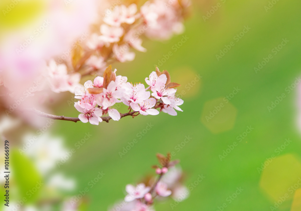 Naklejka premium Spring border background with pink blossom