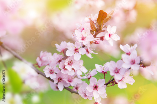 Spring border background wi...