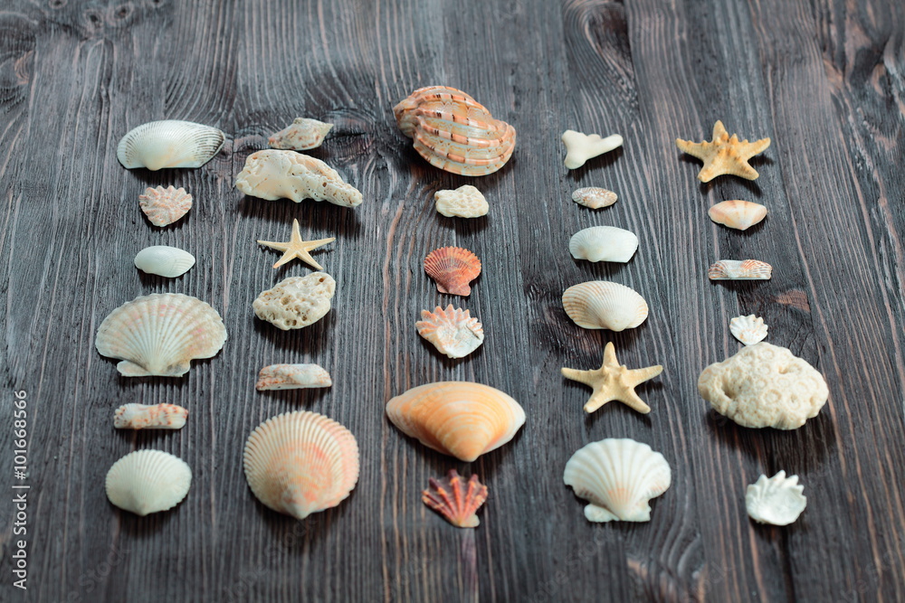 Seashells border on wood. Marine background Seashells border on wood. Marine background