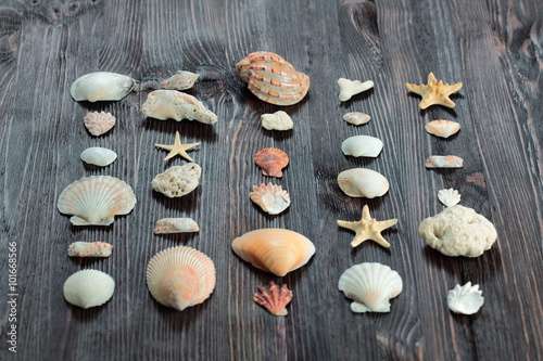 Seashells border on wood. Marine background