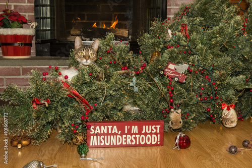 Fototapeta Naklejka Na Ścianę i Meble -  Cat Destroys Christmas