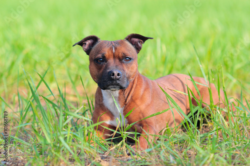 staffordshire bull terrier lay down