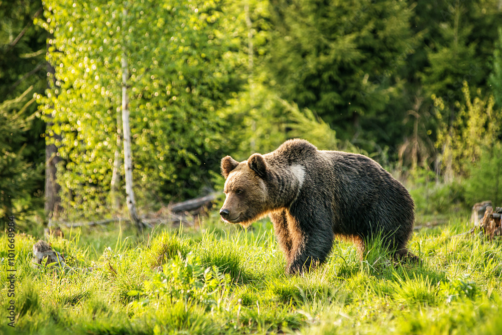 Big brown bear in nature or in forest, wildlife, meeting with bear, animal in nature.