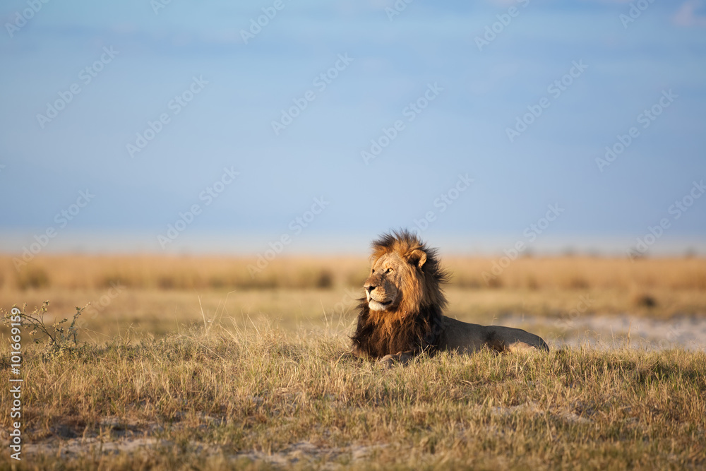 Obraz premium Male Lion
