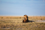 Male Lion