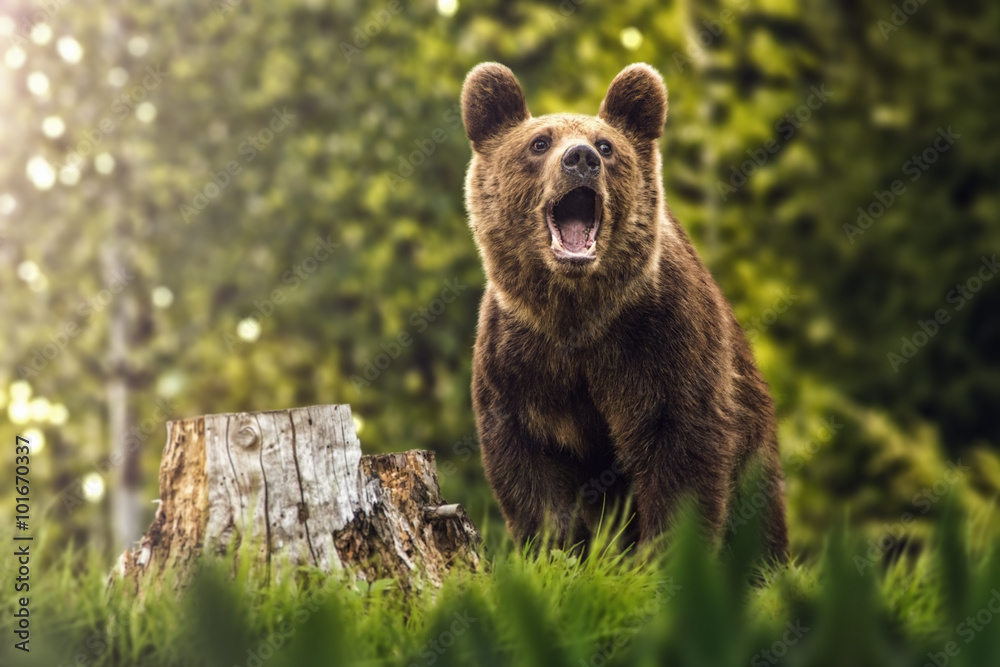 Fotografia Big brown bear in nature or in forest, wildlife, meeting with  bear, animal in na su EuroPosters.it