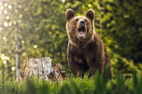 Fotografie Big brown bear in nature or in forest, wildlife, meeting with bear, animal in na