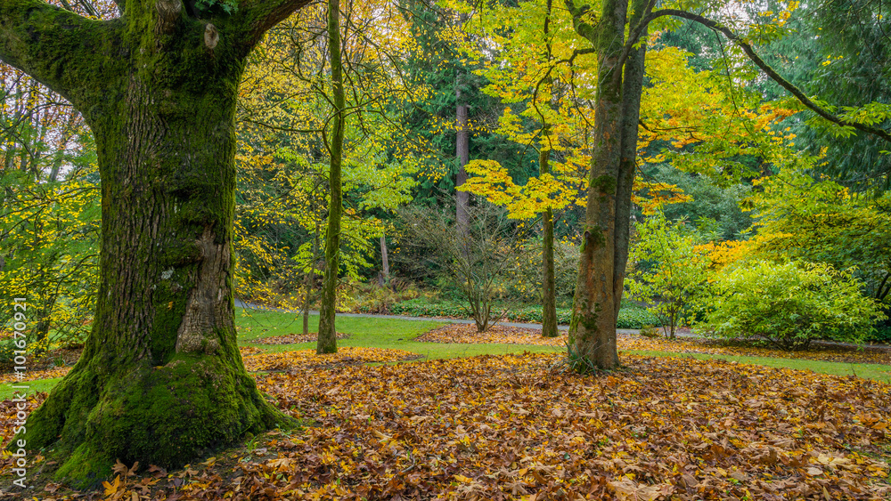 Washington park arboretum