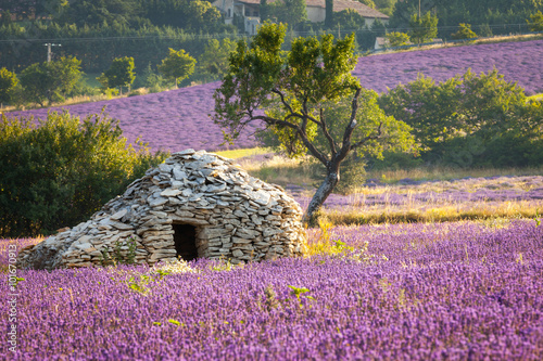Landscape in Provence photo