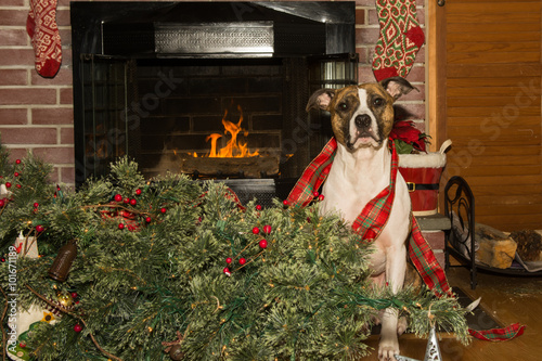 Fototapeta Naklejka Na Ścianę i Meble -  Dog Destroys Christmas