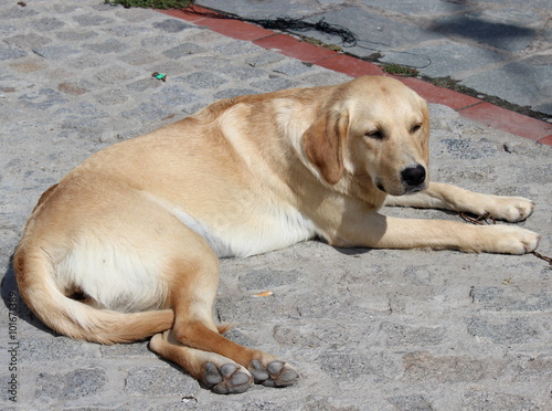liegender Hund auf der Straße