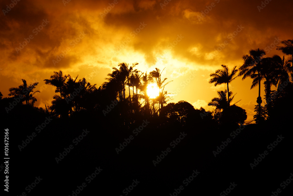 Naklejka premium Sunset past tropical silhouette of trees